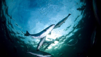 鱼的游动 | wirefax