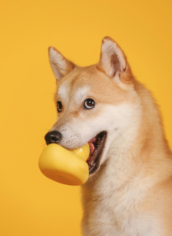 ▲ 我的柴和狗狗币的柴没啥区别，但价值差别很大