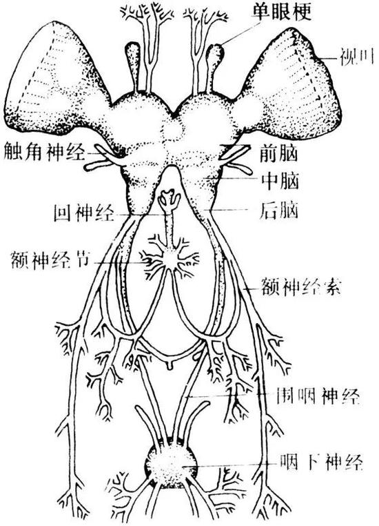 图片来源：昆虫嗅觉系统结构与功能研究进展
