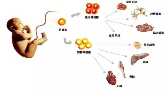 尽管，人类诞生的最初也存在着各种干细胞。