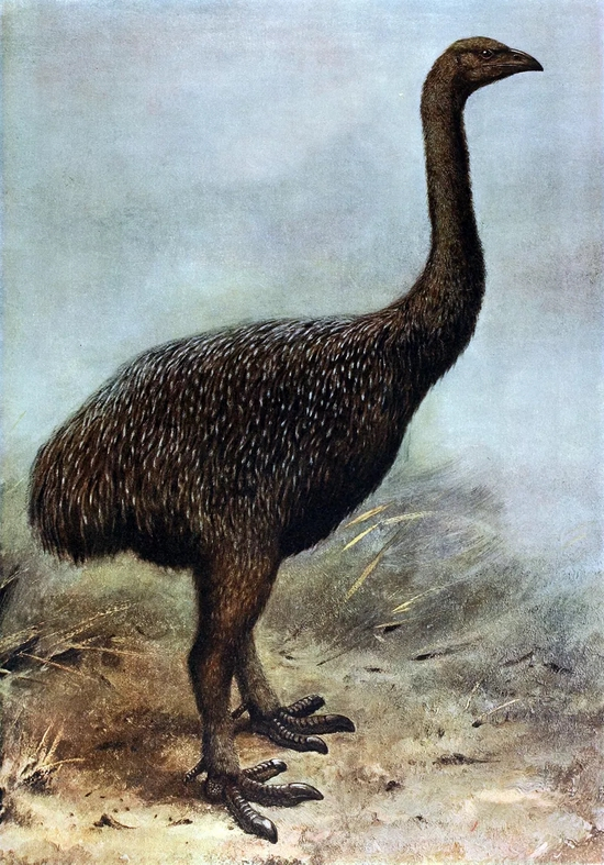 高地恐鸟（Megalapteryx didinus）复原图 |&nbsp; Wikimedia Commons