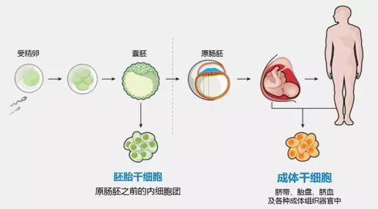 类似的，随着物种的进化，越高级的生物再生能力也在一点点地丢失。