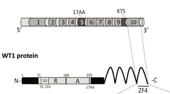  WT1蛋白序列。图片来源：研究论文