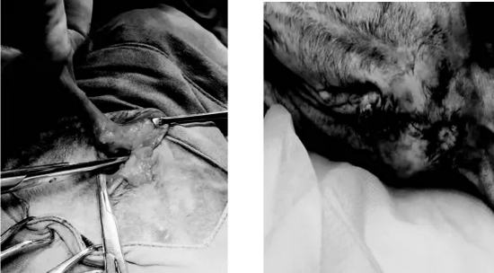 猫咪尿道口再造术