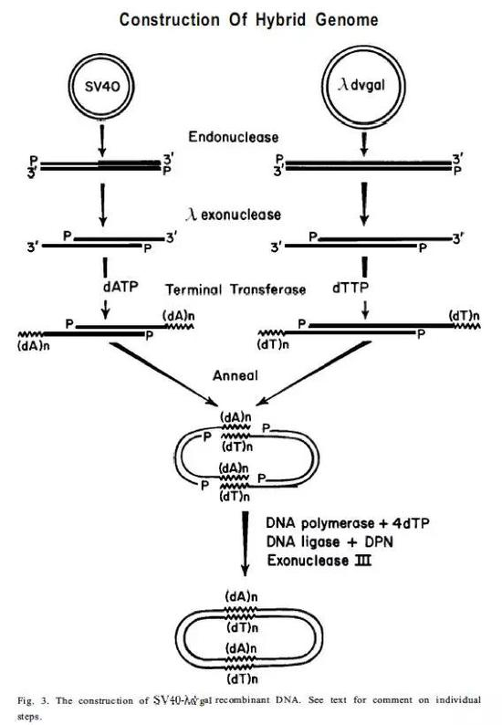  构建重组&nbsp;DNA&nbsp;质粒的过程。当年的诺奖技术如今已经成为每个分子生物实验室必备的基础技能。图片来源：www.nobelprize.org，Nobel lecture 1980 by Paul Berg