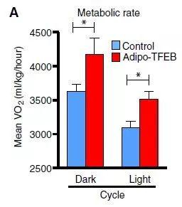 ▲脂肪细胞过表达TFEB的小鼠代谢增强（图片来源：参考资料[1]）