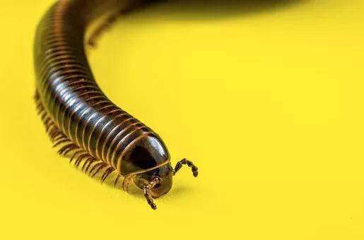 马陆。图片来源：Pixabay