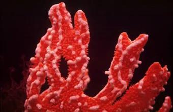 白色的纽扣珊瑚的珊瑚虫寄生在海绵&nbsp;Trikentrion flabelliformis&nbsp;（红色）上。图片来源：John Hooper， QM