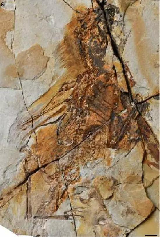 Fig.1 Longibrachium的正模标本&nbsp; 图片来源：中国科学院古脊椎动物与古人类研究所