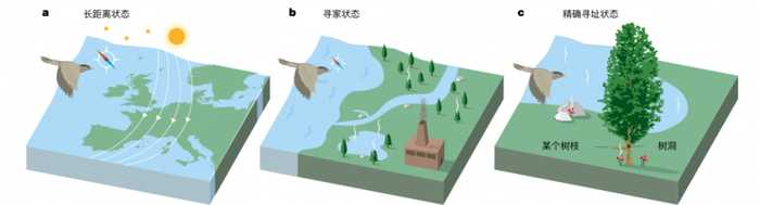 图片来源：Mouritsen， H。&nbsp;Nature&nbsp;558， 50–59 （2018）