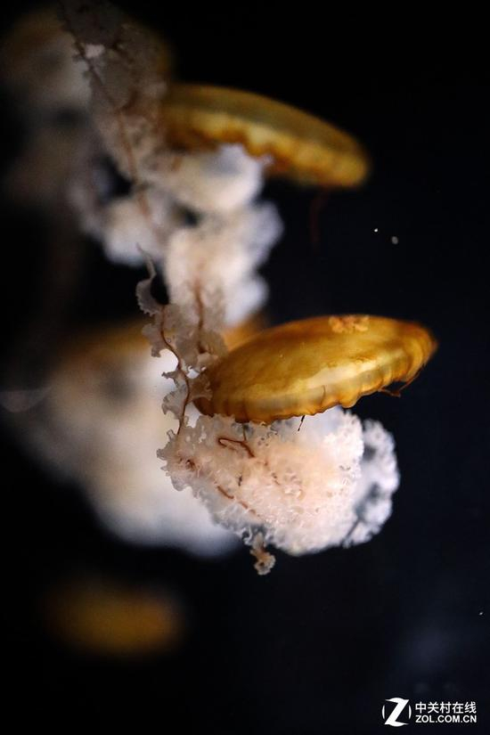 佳能RF 50mm&nbsp;f/1.2样片