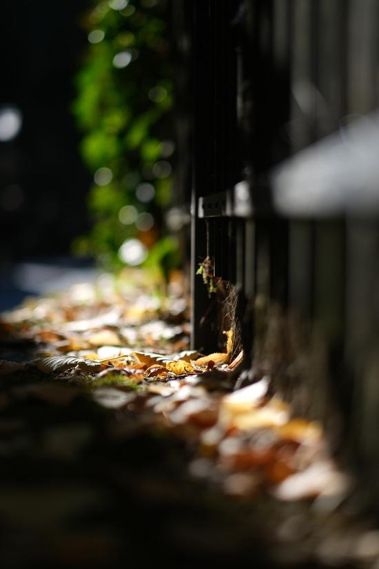 焦距：56mm　 光圈：f/1.2　 ISO感光度：160