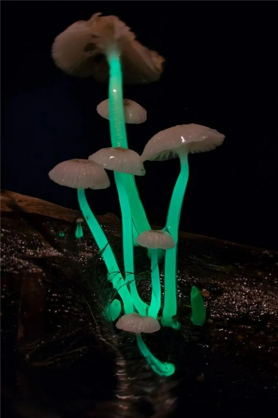 　　▲中外科学家联合考察发现的发光真菌（图片来源：中国科学院昆明植物研究所许建初研究组）