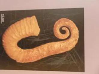 大双的亲戚们：钩状的勾菊石超科 Ancylocerataceae的Ancyloceras&nbsp;图片来源：维基百科。