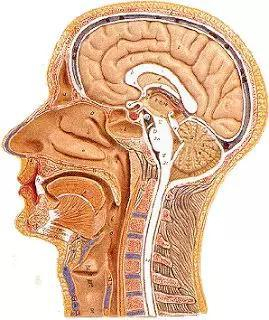 我们把大脑从头部取出，然后移除左半球，然后我们就能好好看看内部了。