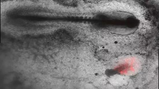 图丨研究人员将人类细胞（红色） 植入一个鸡胚胎中