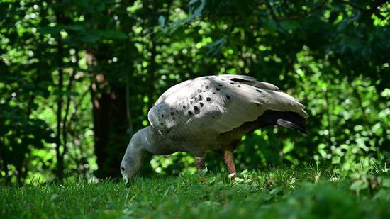 4K样片原片静态截图