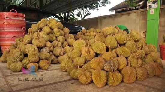 一选品种：如上。