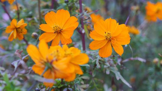 松下LX100 II相机4K样片，原片截图