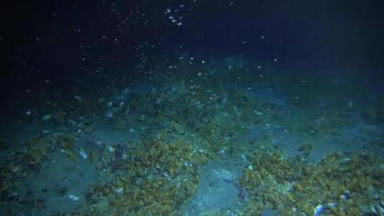 “海马冷泉”区生物群落及甲烷气体释放（“海马”号/摄）