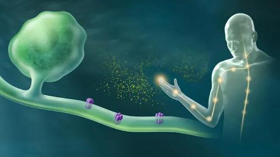 细胞表面的离子通道是感知伤害信号的“门”|the-scientist.com