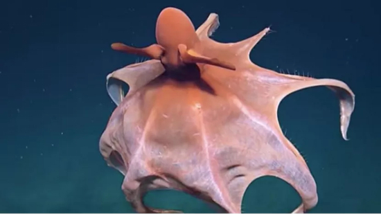 奇须蛸（Cirrothauma murrayi）。须蛸科十分特化，无其他头足类均具有的墨囊和齿舌，漏斗也没有喷射推进功能。图片来源：Reddit