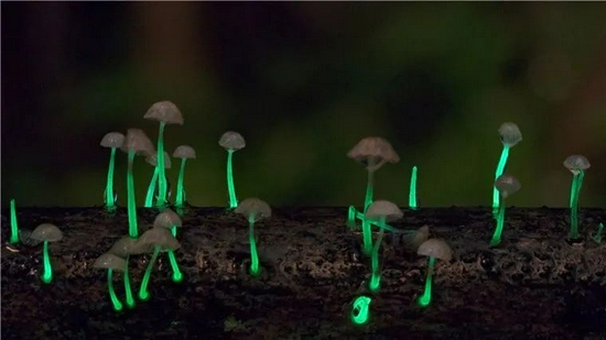 　　▲中外科学家联合考察发现的发光真菌。（图片来源：中国科学院昆明植物研究所许建初研究组）