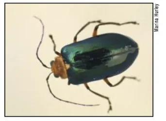 澳洲本土的甲虫&nbsp;Prasyptera mastersi&nbsp;并不畏惧金皮树。