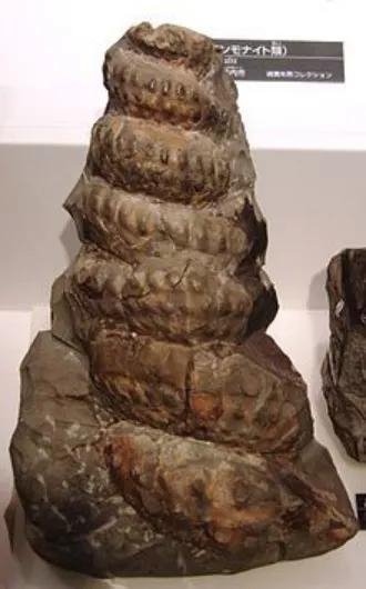 宝塔型的“特瑞里”塔菊石科（Turrilitidae），图片来源：维基百科。