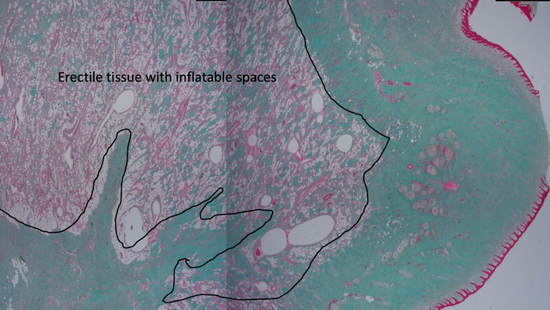 海豚阴蒂的勃起组织 | 参考资料[1]