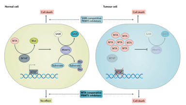 PRMT5-MTAP旁系致死机制