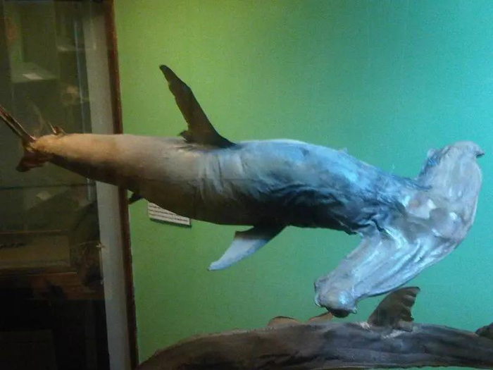 马耳他国家自然历史博物馆中的双髻鲨标本。图：Emőke Dénes / Wikipedia
