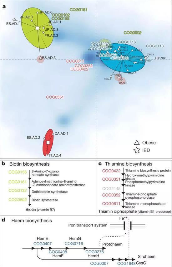  不同类型的肠道型，各自高表达的酶基因不同，所以代谢能力也各异。比如，肠道型1、2、3分别高表达4种生物素（Biotin）合成类基因、4种硫胺素（Thiamine）合成类基因和6种血红素（Haem）合成类基因。图片来源：参考文献[5]。