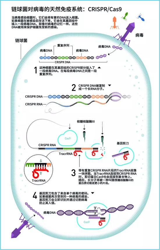 细菌体内的CRISPR/Cas9系统示意图 来源：诺贝尔奖官网（翻译Ryan）