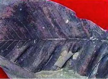 图4&nbsp;大羽羊齿