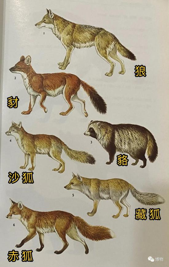 犬科动物一览