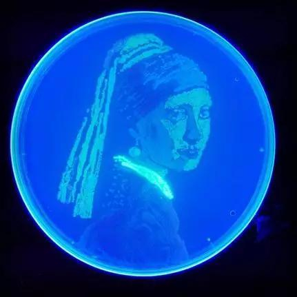 E。 coli&nbsp;还能成为微生物界的维米尔。经过遗传工程改造的大肠杆菌带有各色荧光，在含有细菌培养基的培养皿上就是最美的荧光颜料[11]。图片来源：Twitter@PetriPicasso