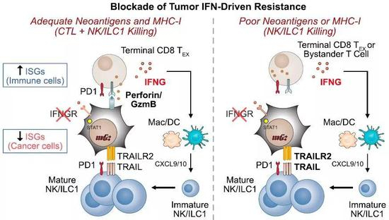  ▲阻断肿瘤细胞的干扰素信号，适应性免疫和固有免疫均得到加强（图片来源：参考资料[1]）
