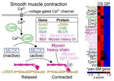  ▲真皮鞘细胞的基因表达和信号通路表现出平滑肌的特征（图片来源：参考资料[1]）