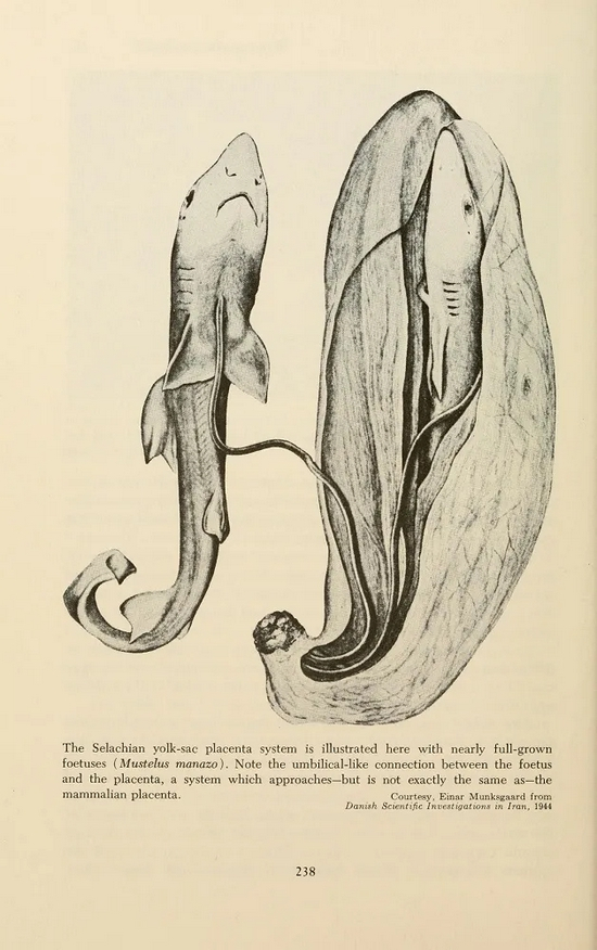 白斑星鲨Mustelus manazo的胎儿，通过卵黄获得营养，在母体内发育 | Wikimedia Commons