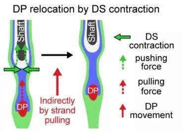 ▲真皮鞘收缩拉动真皮乳头细胞并推动毛干向上（图片来源：参考资料[1]）