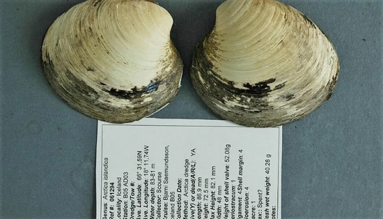 北极圆蛤“明”标本 | Bangor University