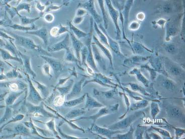 CHO 细胞系。图片来源：wikimedia