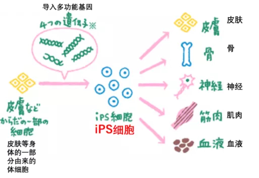  图片来源：https：//www.ds-pharma.co.jp/sukoyaka/conclusion/ips/index.html