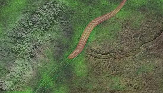 蠕虫状动物穗状夷陵虫在海底爬行，这种艺术复原图也显示了这种生物的化石（左）。来源：陈哲/南京地质古生物研究所、肖书海/弗吉尼亚理工学院。