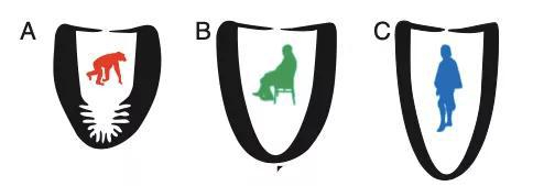 和人类相比，黑猩猩的心脏（A）更像个球，而久坐不动的人的心脏（B）比常从事耐力运动的人的心脏（C）更浑圆，更像黑猩猩的心脏。图片来源：（DOI）10.1073/pnas.1906902116