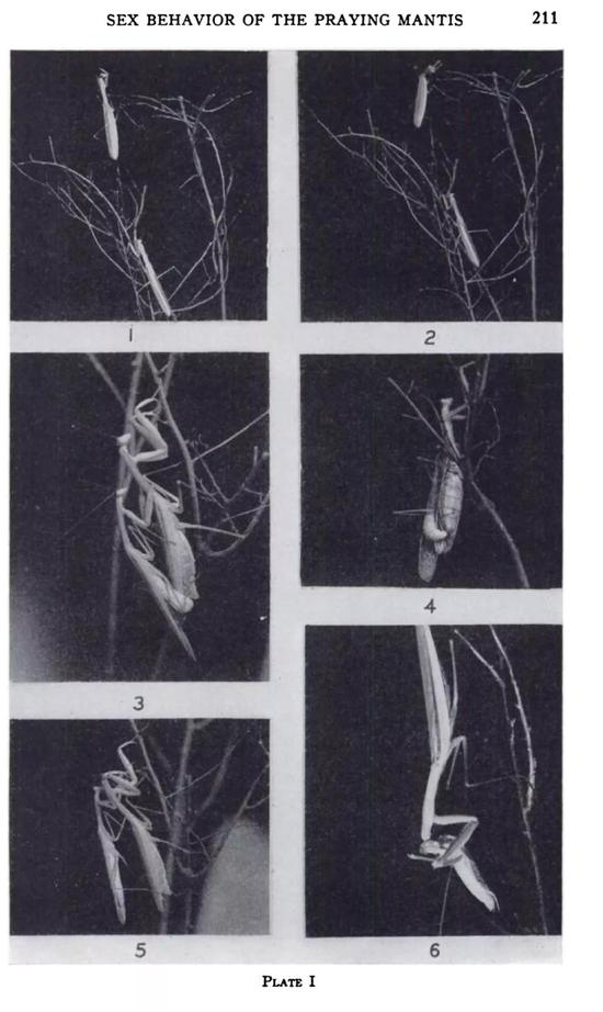 　Ken 观察到的雌螳螂吃雄螳螂现象&nbsp;