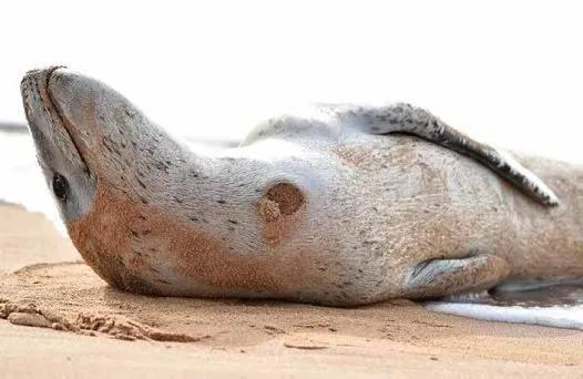 尸体图片过于血腥，放一张被达摩鲨咬过的豹海豹给大家压压惊。图片来源：australian.museum