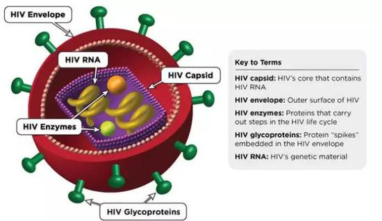 图 | HIV病毒结构