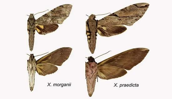 非洲的长喙天蛾（左）和